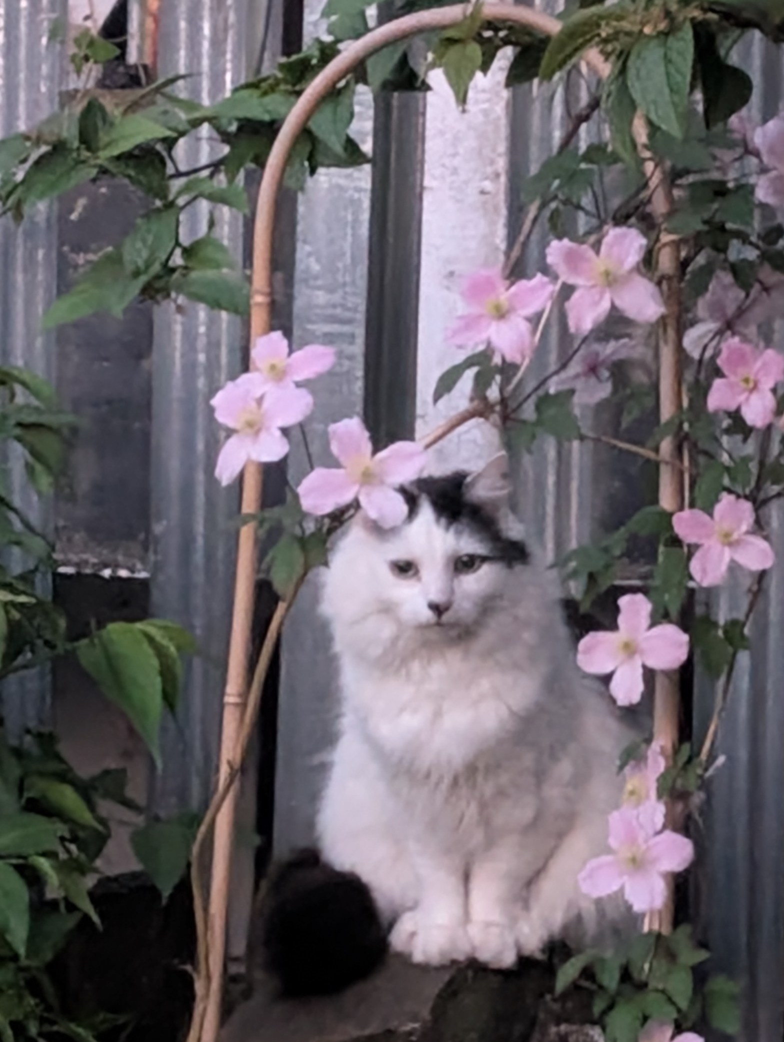 Pretty long haired black and white cat sitting behind pink flowers