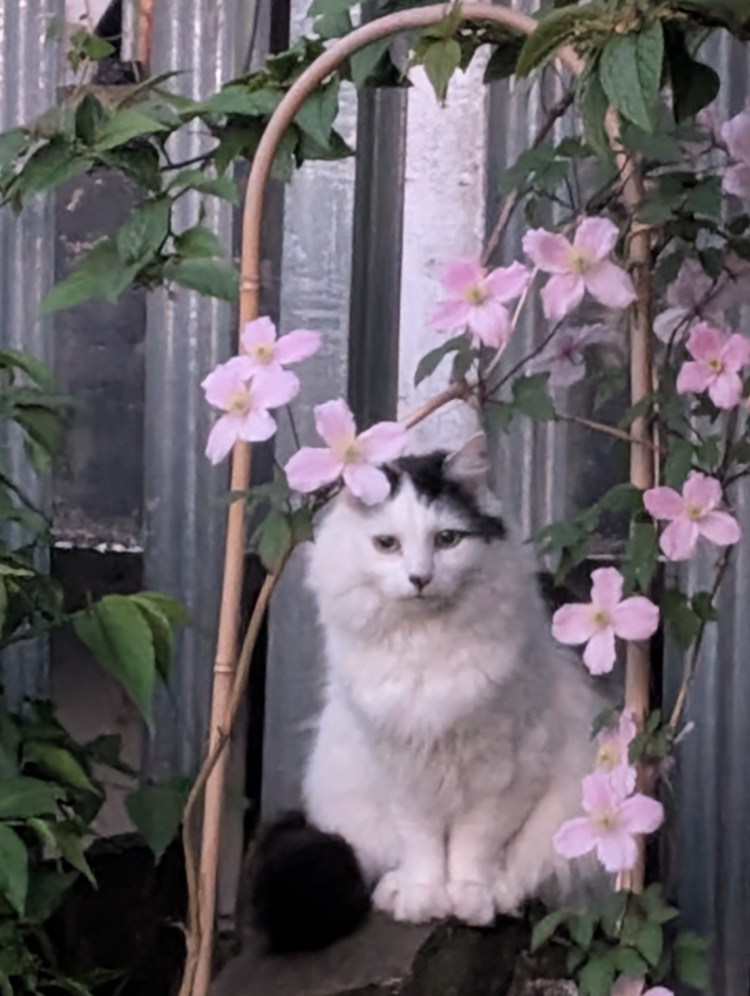 Pretty long haired black and white cat sitting behind pink flowers